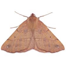 Attēlu rezultāti vaicājumam “Colotois pennaria”