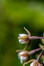 Attēlu rezultāti vaicājumam “Epipactis palustris bud”
