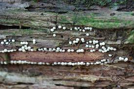 Attēlu rezultāti vaicājumam “Diderma radiatum”