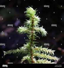 Attēlu rezultāti vaicājumam “Rhytidiadelphus triquetrus sporophyte”