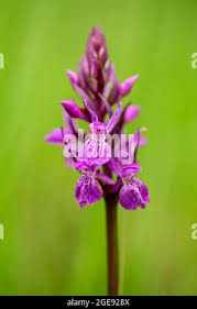 Attēlu rezultāti vaicājumam “Dactylorhiza russowii leaf”