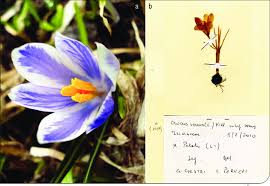 Attēlu rezultāti vaicājumam “Crocus vernus subsp. vernus”