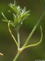 Attēlu rezultāti vaicājumam “Scleranthus annuus flower”