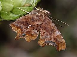 Attēlu rezultāti vaicājumam “Polygonia c-album larva”