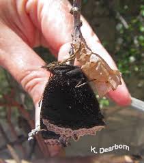 Attēlu rezultāti vaicājumam “Nymphalis pupa”