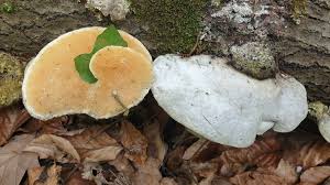 Attēlu rezultāti vaicājumam “Trametes suaveolens”