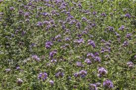 Attēlu rezultāti vaicājumam “Phacelia tanacetifolia leaf”
