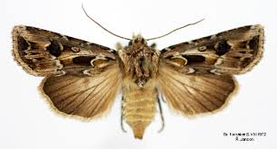 Attēlu rezultāti vaicājumam “Agrotis vestigialis”