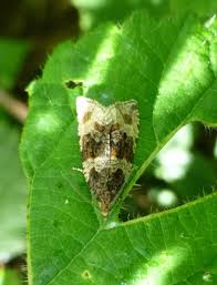 Attēlu rezultāti vaicājumam “Orthotaenia undulana”