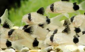 Image result for fish corydoras