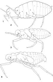 Attēlu rezultāti vaicājumam “Orthezia urticae”