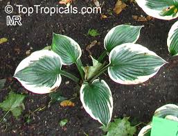 Attēlu rezultāti vaicājumam “Hosta sp. leaf”