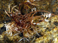 Attēlu rezultāti vaicājumam “Furcellaria lumbricalis”