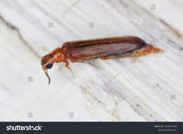 Attēlu rezultāti vaicājumam “Hylecoetus dermestoides”