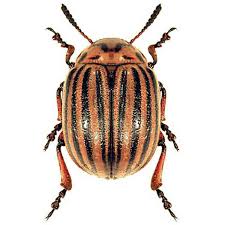 Attēlu rezultāti vaicājumam “Leptinotarsa decemlineata”