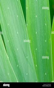 Attēlu rezultāti vaicājumam “Iris pseudacorus leaf”