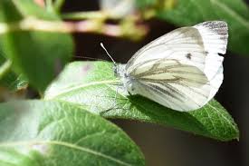 Attēlu rezultāti vaicājumam “Pieris napi underside”