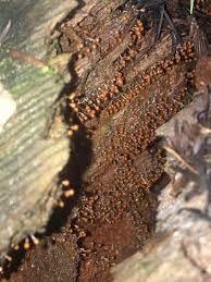 Attēlu rezultāti vaicājumam “Hemitrichia chrysospora spores”