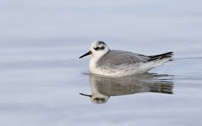 Attēlu rezultāti vaicājumam “Phalaropus fulicarius”