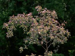 Attēlu rezultāti vaicājumam “Rosa glauca leaf”