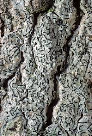 Attēlu rezultāti vaicājumam “Graphis scripta”