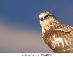 Attēlu rezultāti vaicājumam “Buteo lagopus”