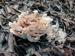 Attēlu rezultāti vaicājumam “Abortiporus biennis”