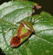 Attēlu rezultāti vaicājumam “Acanthosoma haemorrhoidale”