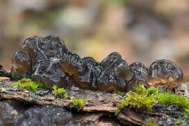 Attēlu rezultāti vaicājumam “Exidia glandulosa”