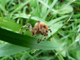 Attēlu rezultāti vaicājumam “Araneus quadratus male”
