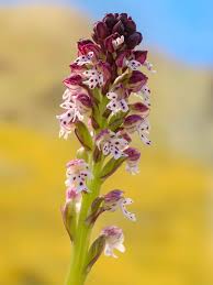 Attēlu rezultāti vaicājumam “Orchis ustulata”