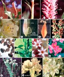 Attēlu rezultāti vaicājumam “Polygonaceae”