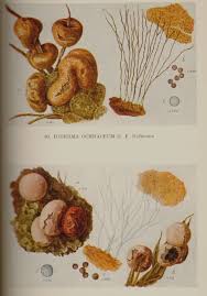 Attēlu rezultāti vaicājumam “Diderma ochraceum”