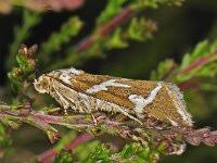 Attēlu rezultāti vaicājumam “Deltote bankiana”