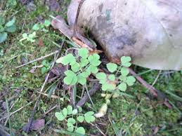 Image result for Adlumia cirrhosa