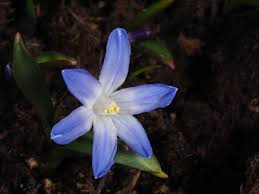 Attēlu rezultāti vaicājumam “Scilla luciliae”