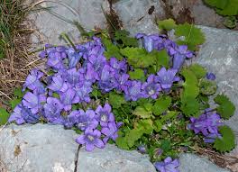 Image result for Campanula formanekiana