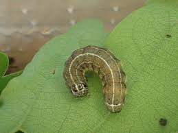 Attēlu rezultāti vaicājumam “Orthosia cruda”