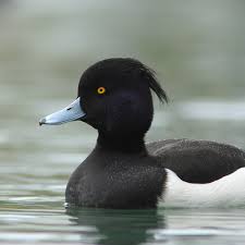 Attēlu rezultāti vaicājumam “Aythya fuligula female”