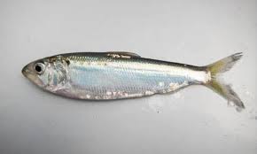 Image result for Alosa sapidissima