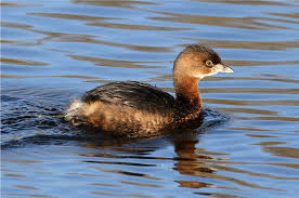 Image result for Podilymbus podiceps