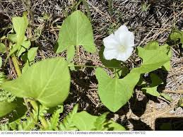 Attēlu rezultāti vaicājumam “Calystegia inflata”