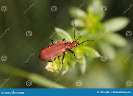 Attēlu rezultāti vaicājumam “Cucujus cinnaberinus”