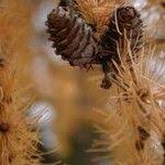 Attēlu rezultāti vaicājumam “Larix kaempferi fruit”