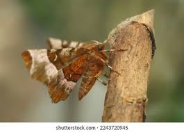 Attēlu rezultāti vaicājumam “Selenia tetralunaria”