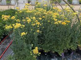 Attēlu rezultāti vaicājumam “Thalictrum flavum bud”