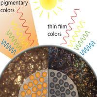 Attēlu rezultāti vaicājumam “Lamproderma pseudomaculatum stalked”