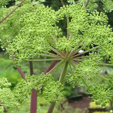 Attēlu rezultāti vaicājumam “Angelica archangelica”