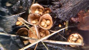 Attēlu rezultāti vaicājumam “Crucibulum laeve”