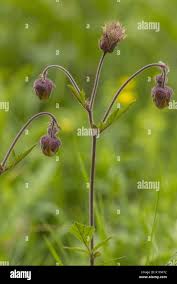 Attēlu rezultāti vaicājumam “Geum rivale fruit”